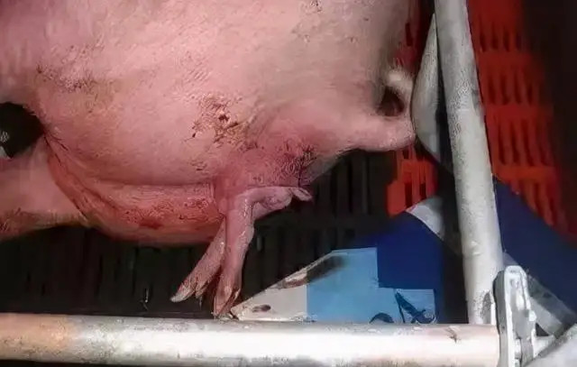 ĸ̹