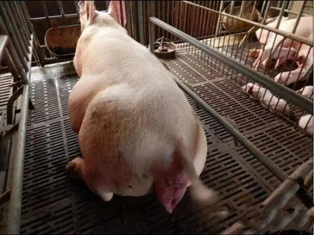 ĸ̹