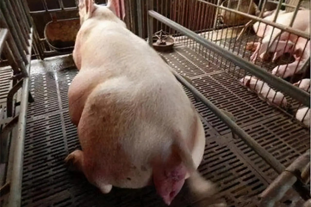 ĸ̹